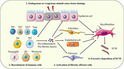 Frontiers | PD-1/PD-L1 axis in organ fibrosis